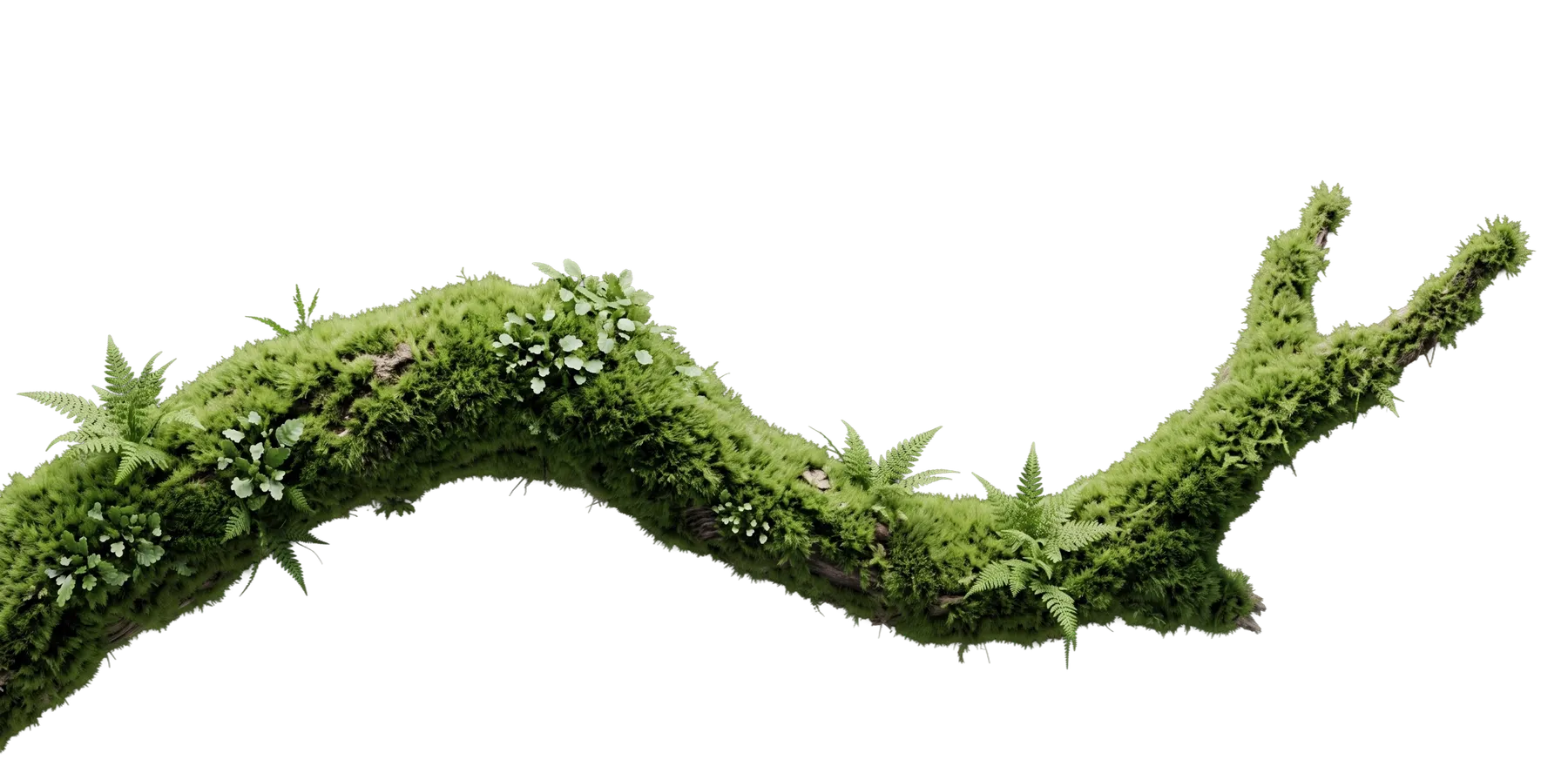Branch covered in moss